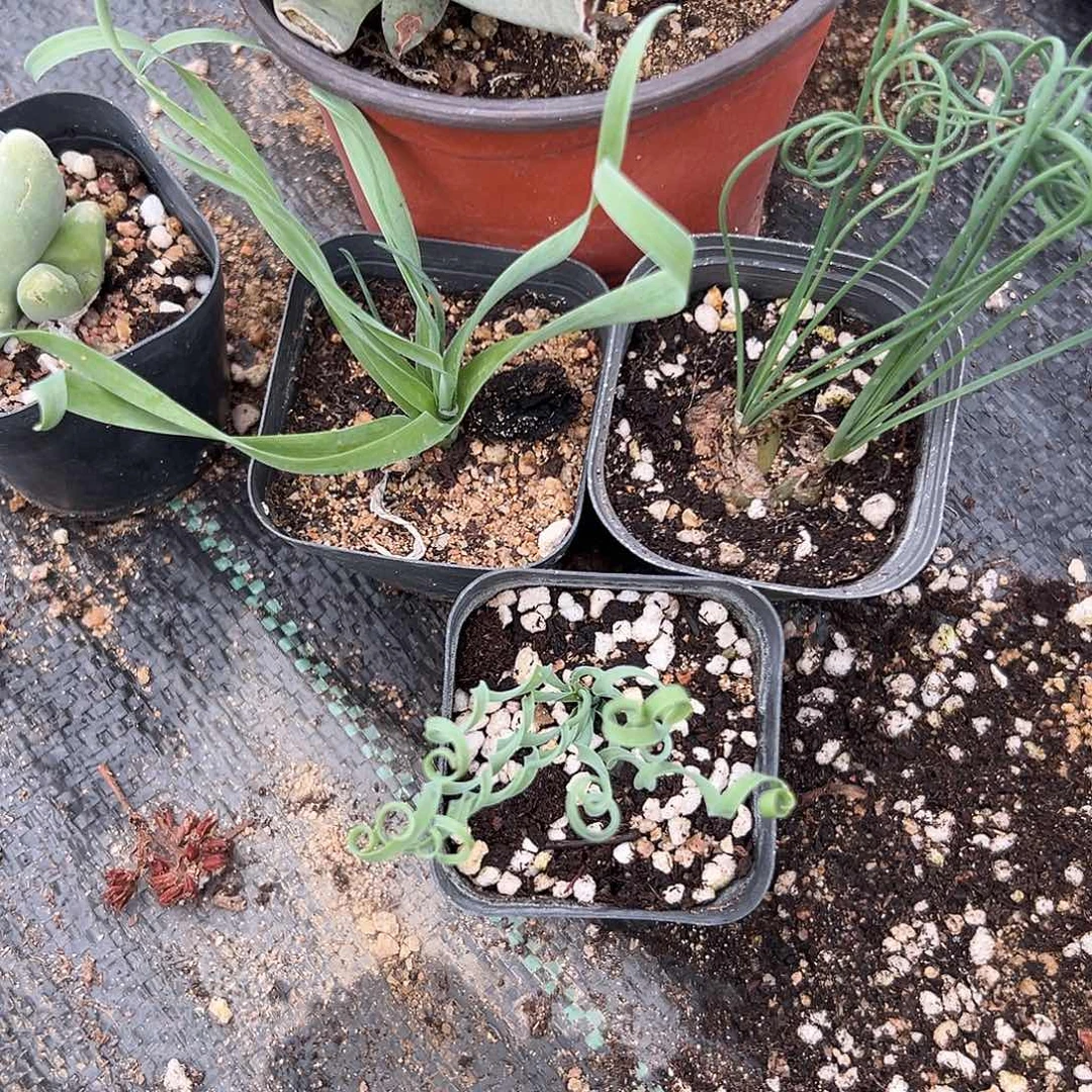 多肉植物三颗弹簧草