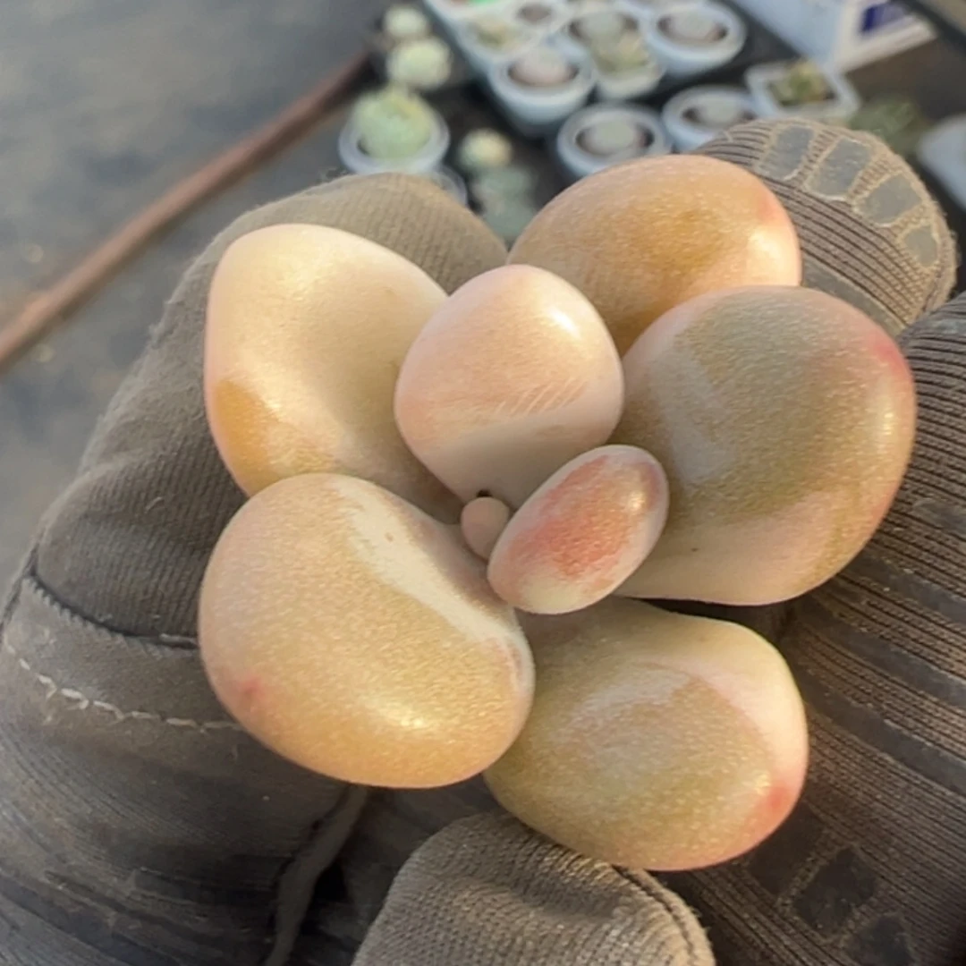 桃蛋锦，花脸锦砍头无根