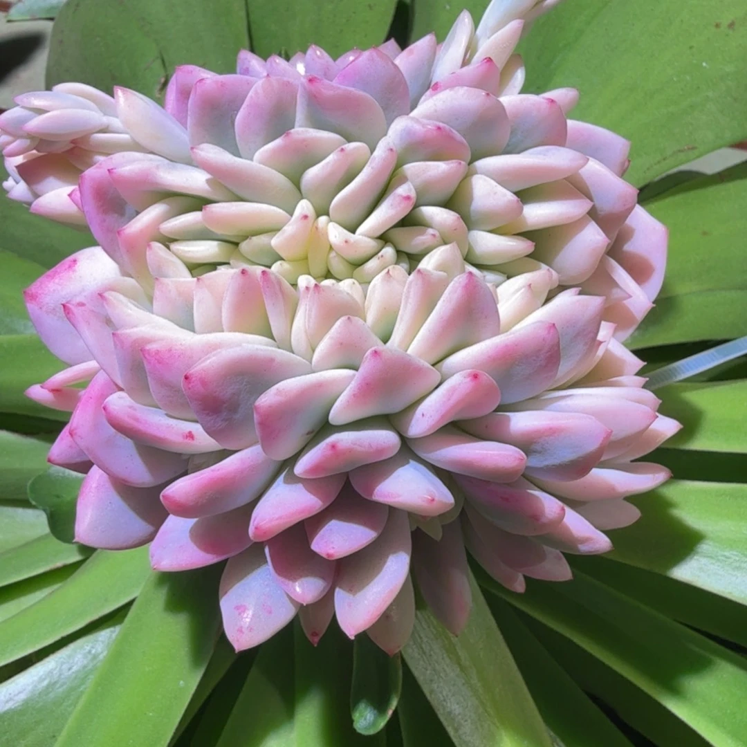 梦露宽锦缀捧花，锦上园艺一物一拍