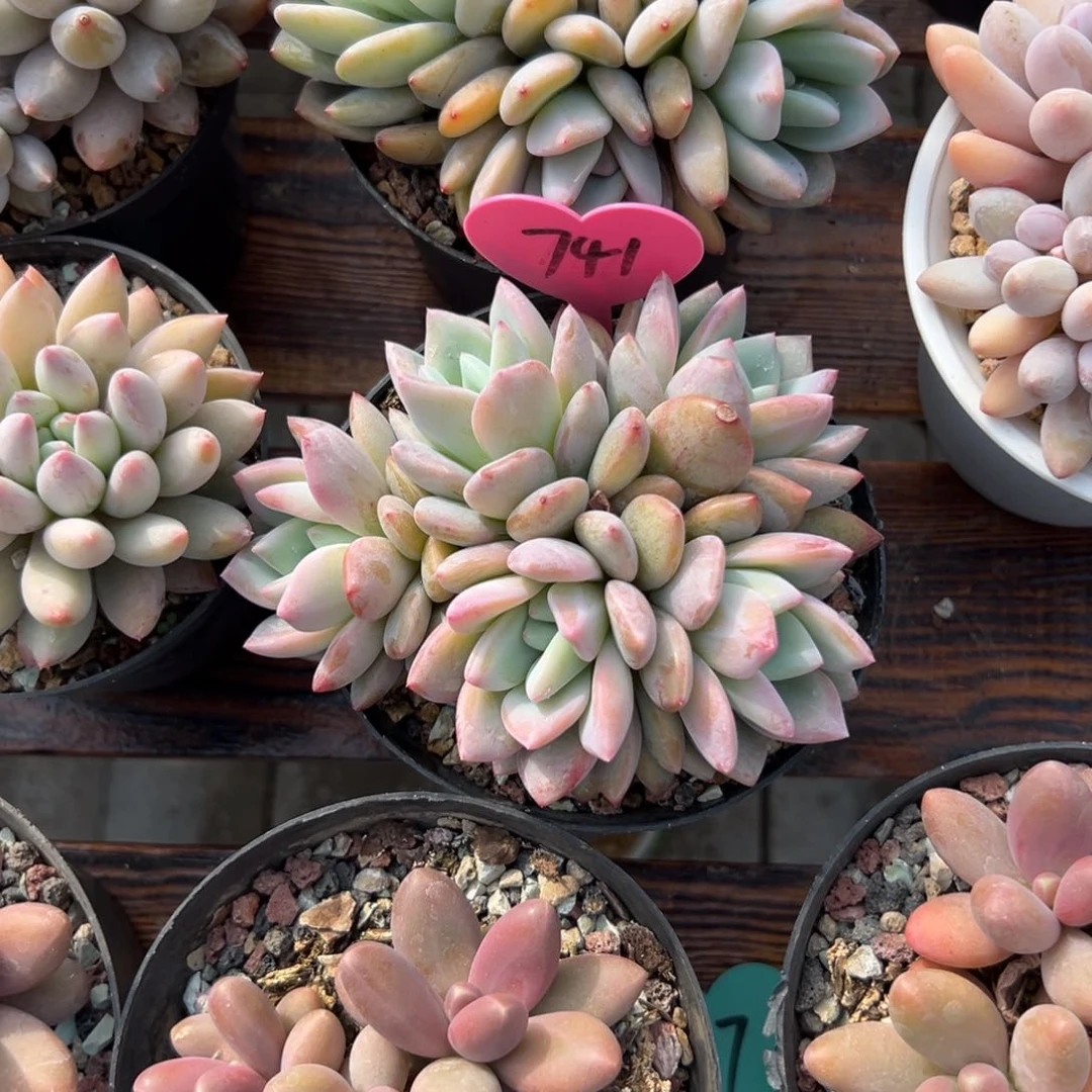 朝*姐多肉植物一物一拍