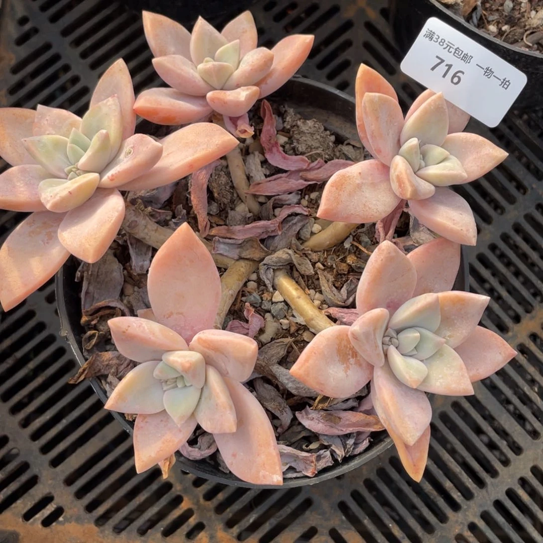 响**。716冰淇淋群生多肉植物
