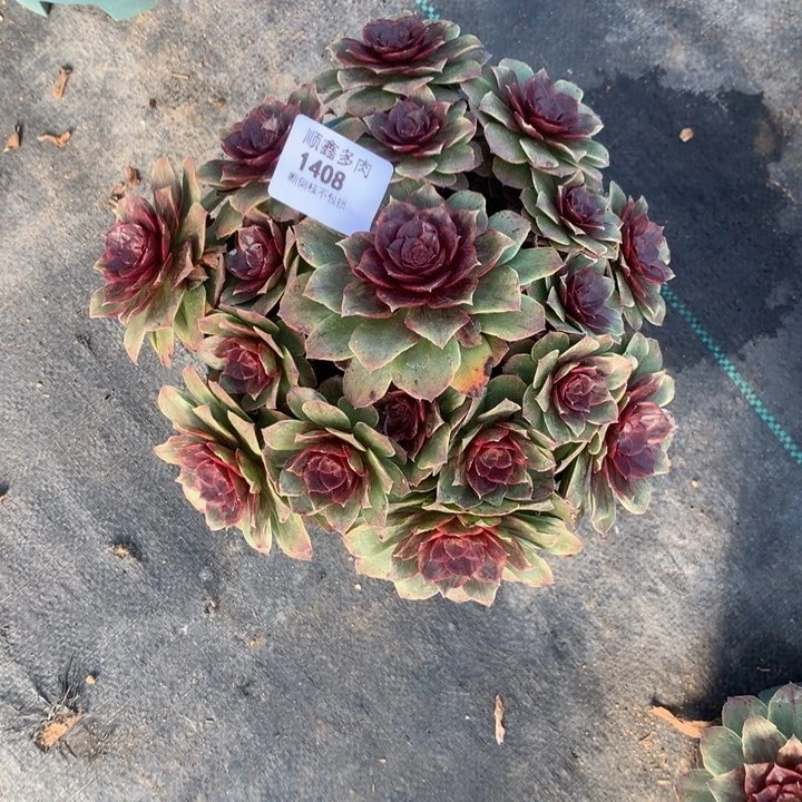 1408万圣节红拉丝多肉植物