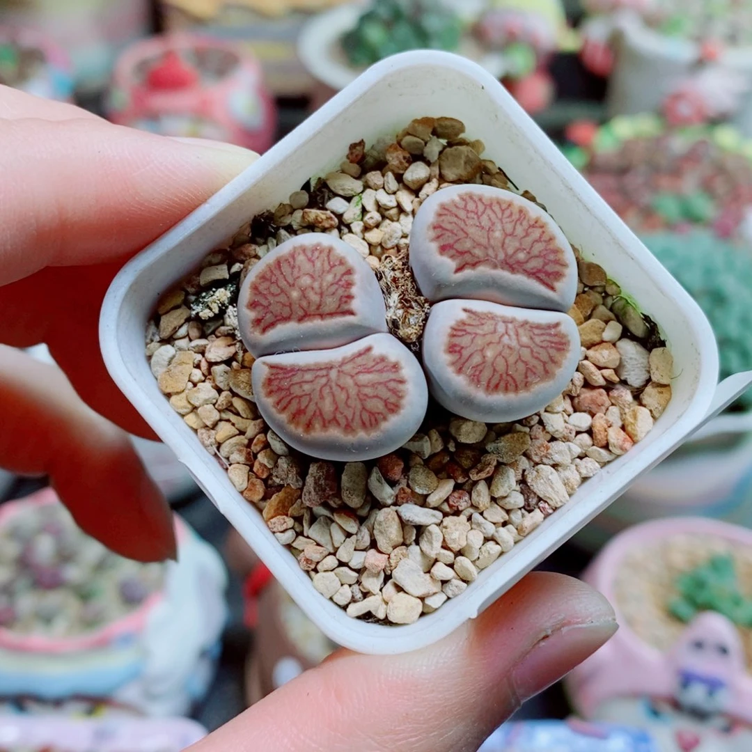 生石花花花花花花花324