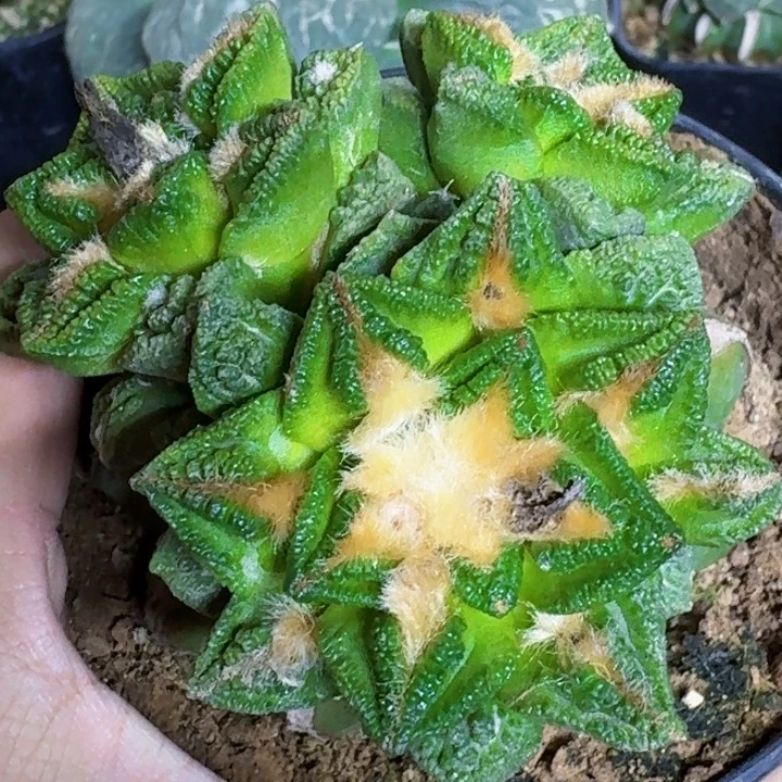 大***山无花朵福利苗接新顿锦968