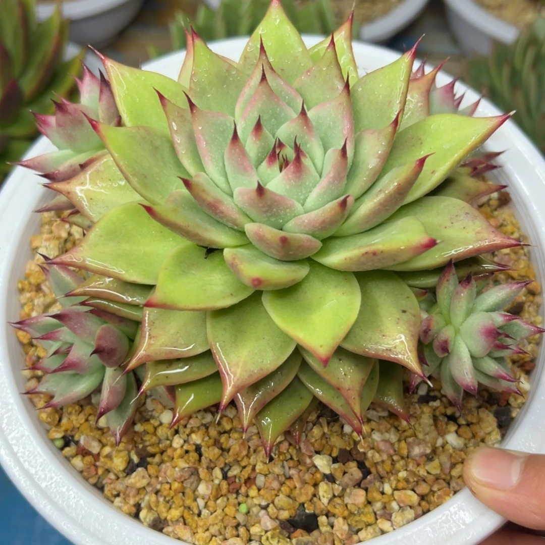 多肉植物一物一拍（70号）