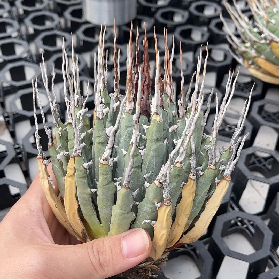 曲刺妖炎长白曲刺800