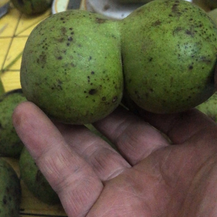 不**班文玩核桃2个