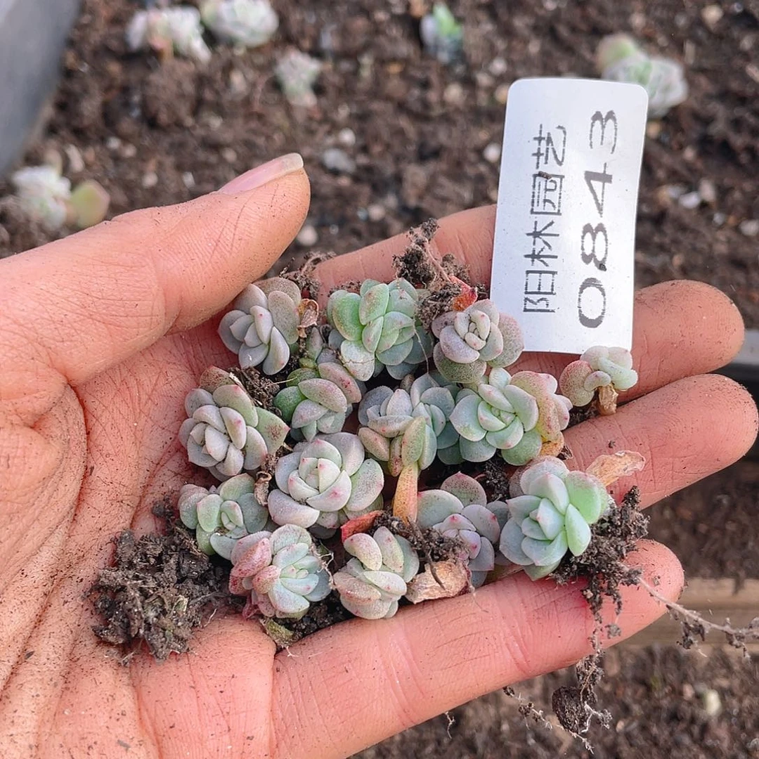 多肉植物多肉植物843