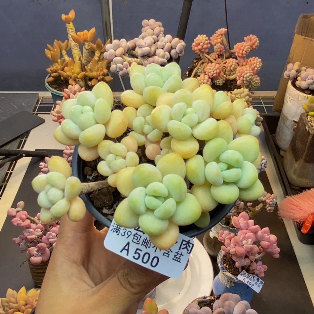 500白奶糖多肉7cm