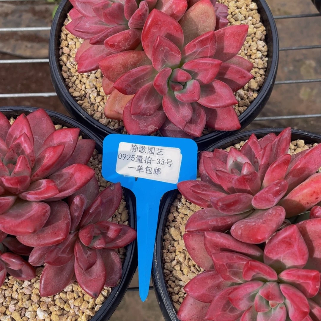 0925-33-赫菲斯托全状态一颗