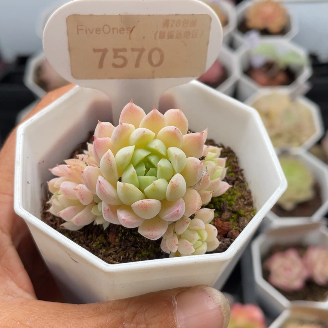 羊脂球7570-4.5厘米