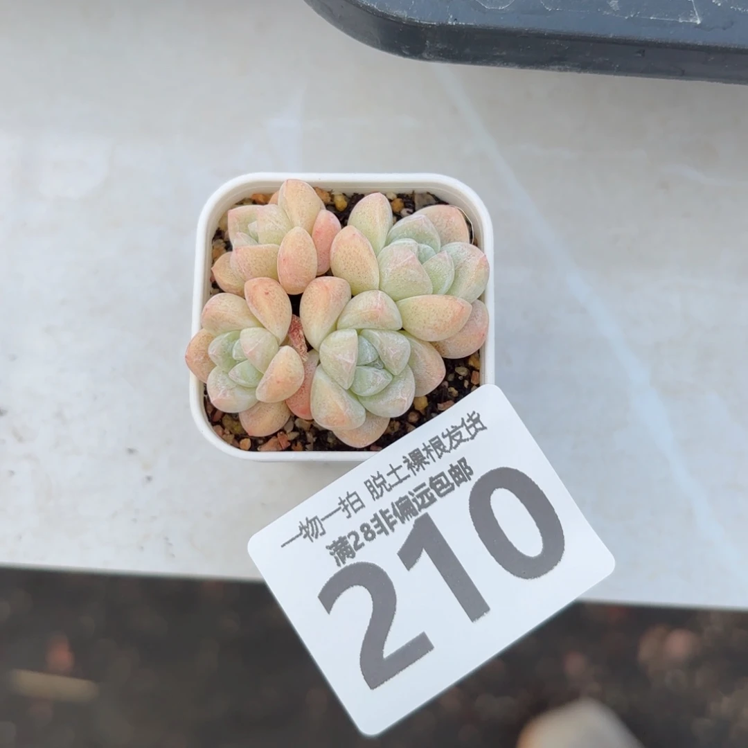 冰玉老桩带盆土发货