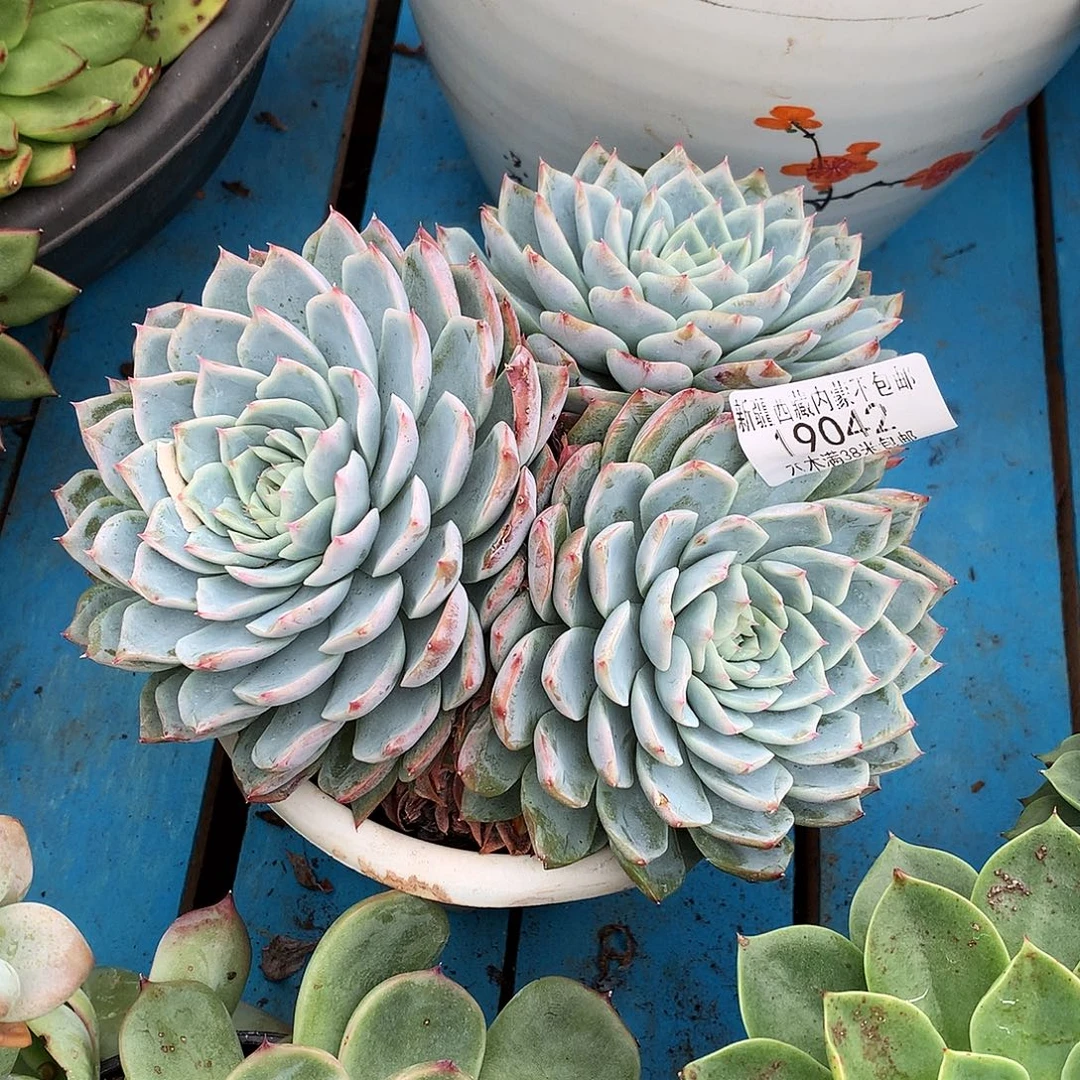 时***刻   孤星多肉19042