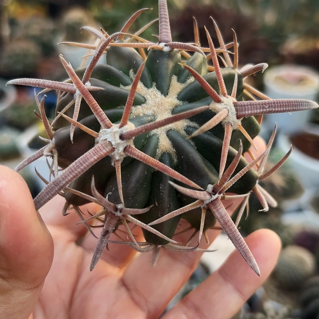 林波有根仙人球6666666