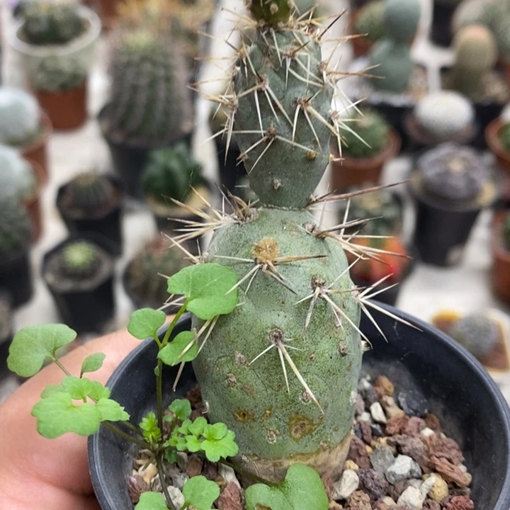 狂刺习志野特价福利