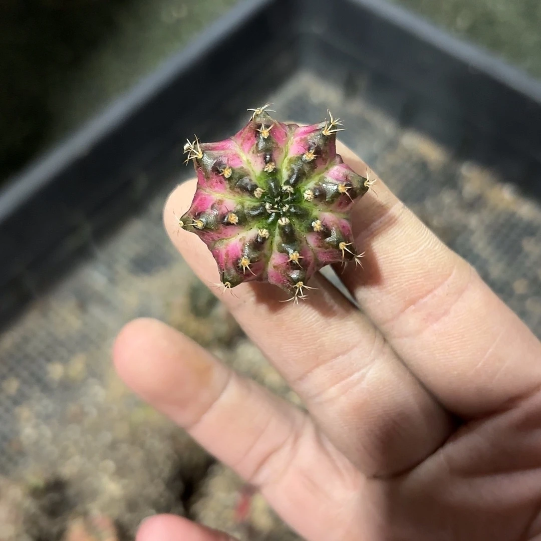 烤***糖泰国米哈实生731-1120