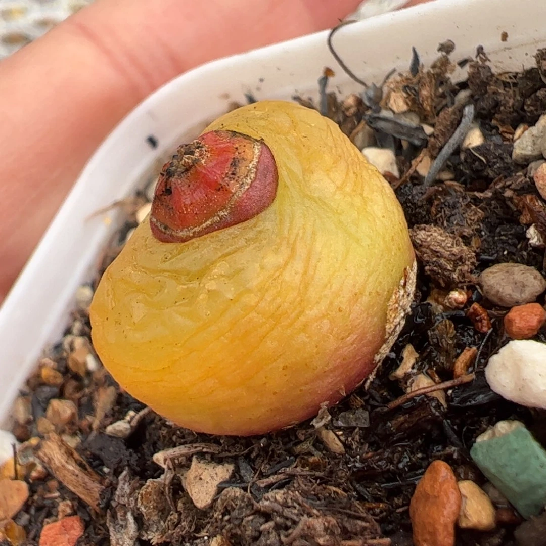 橘毛母本多肉植物