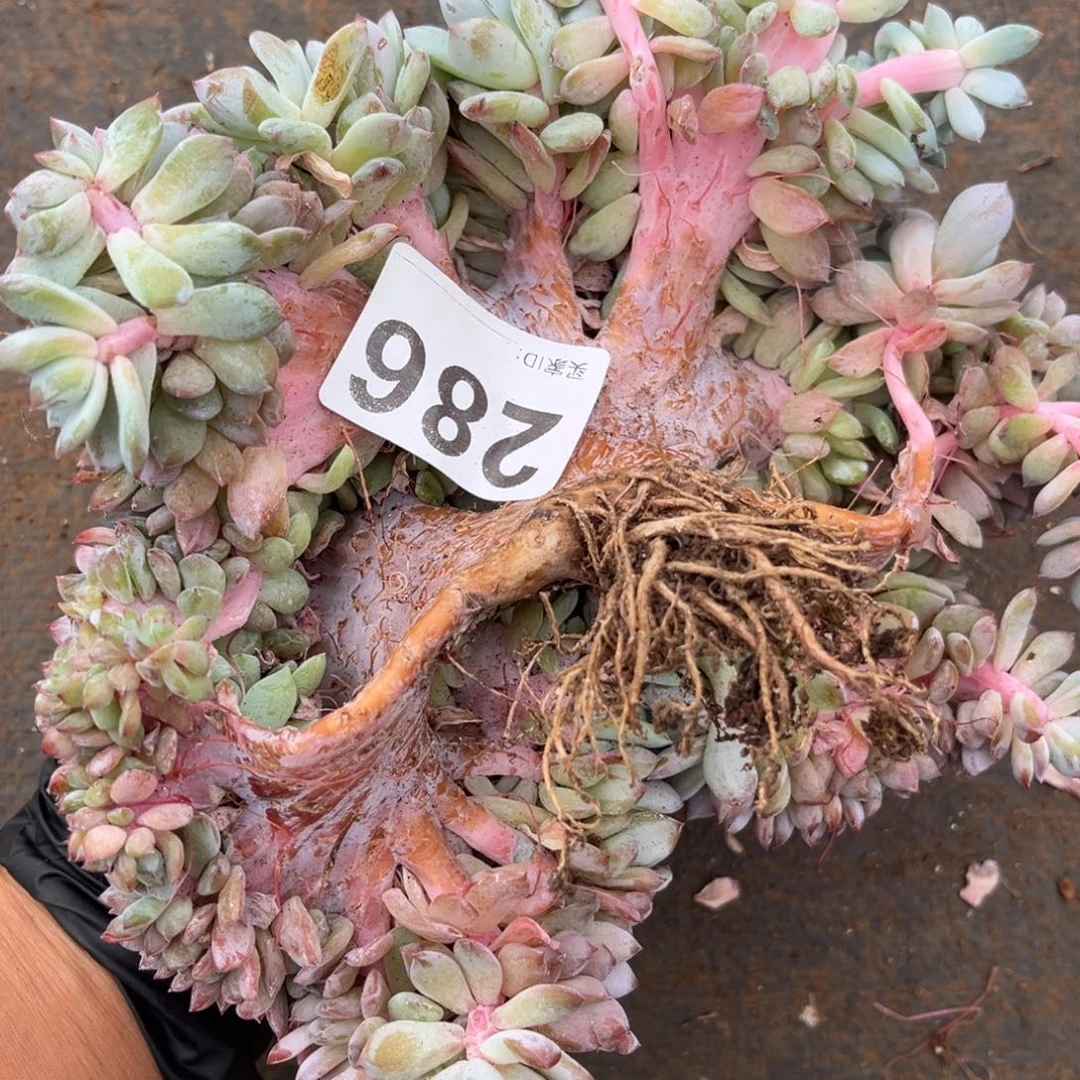 T***2286号新疆西藏内蒙古不包邮