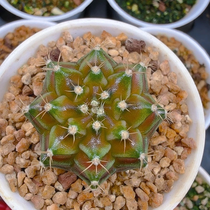 当前无花朵，栽培后可花朵