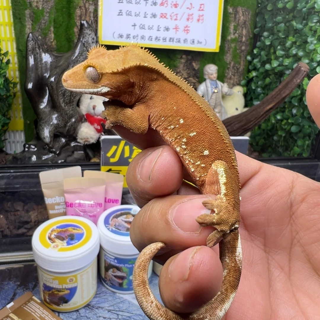 睫角守宫双红波点