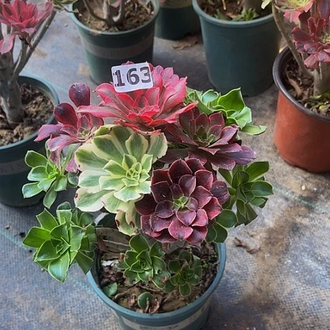 法师嫁接的时候就会有163