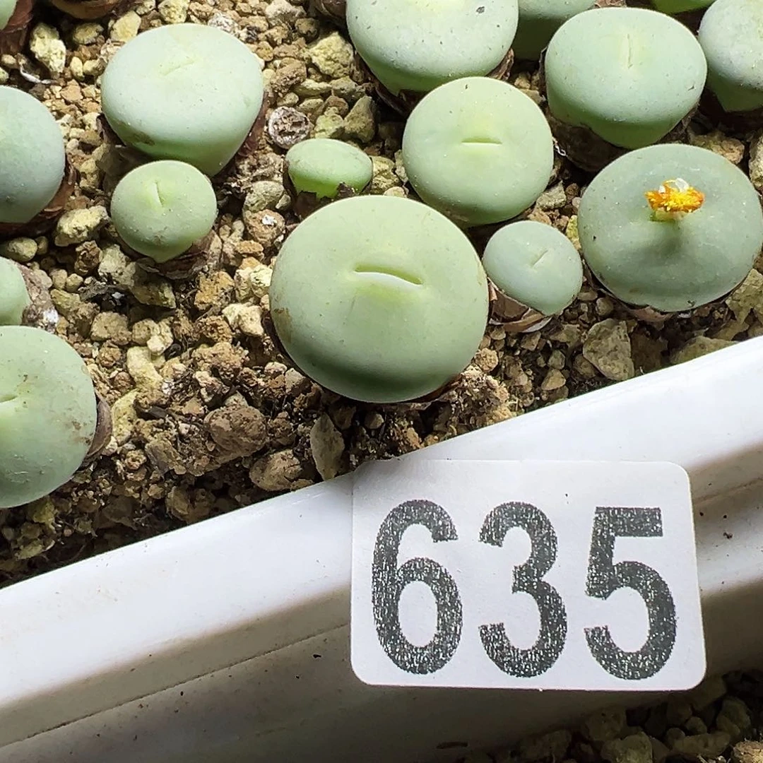 ****朵635大型红嘴母本一颗