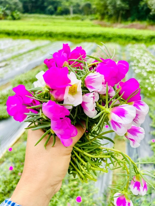 针叶单瓣特大花太阳花宿根太阳花好养花苞大