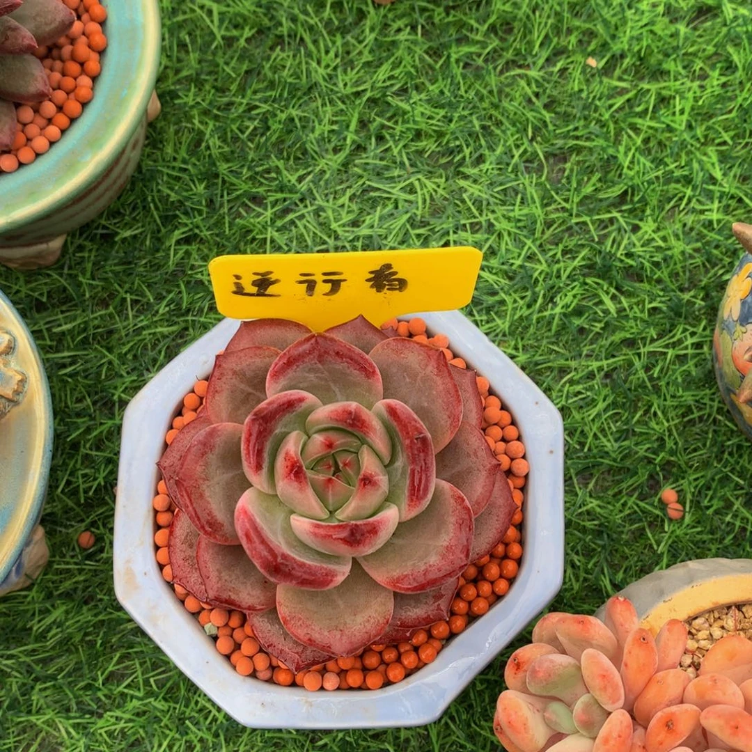 心***飞多肉植物737273737373