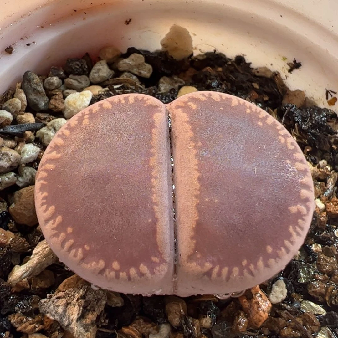 522多肉植物组合盆栽