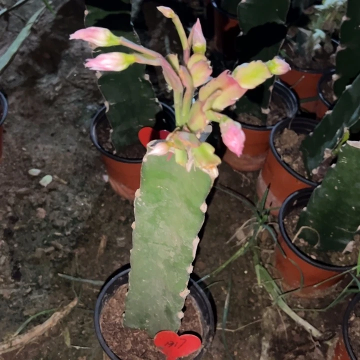越***好当前无花栽培后可以开花057  1317