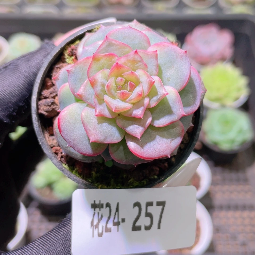 花利美24-257珍妮