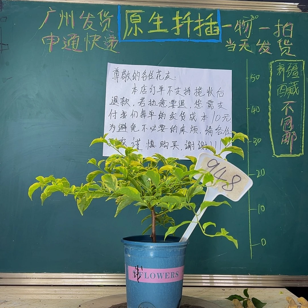 当前无花栽培后可以开花  金边浅紫   948