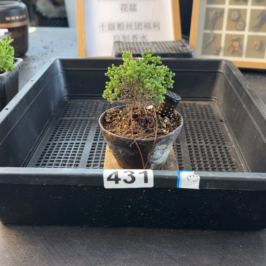 枝干番杏多肉植物431安