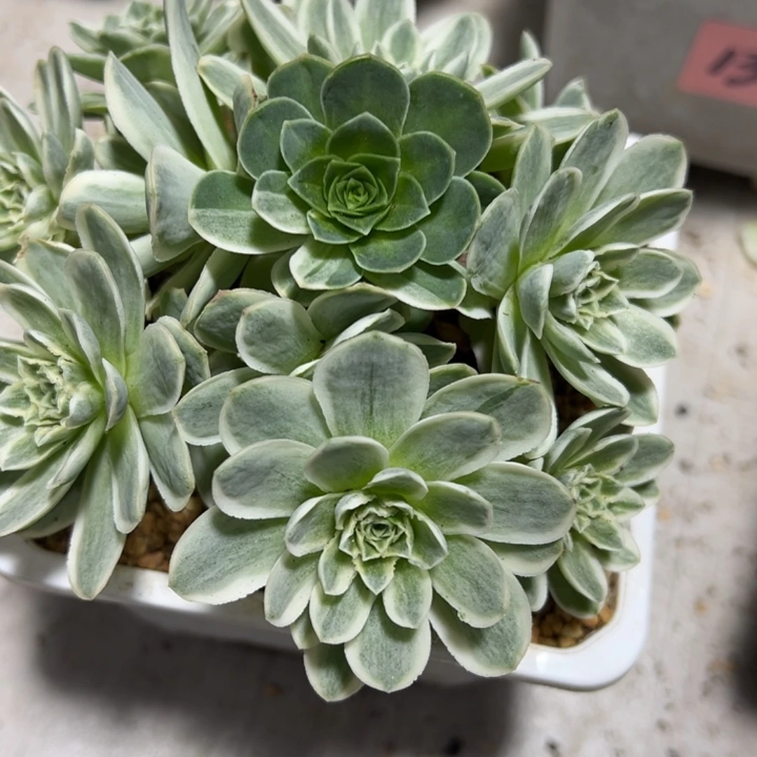 山地玫瑰锦秋夕1281号