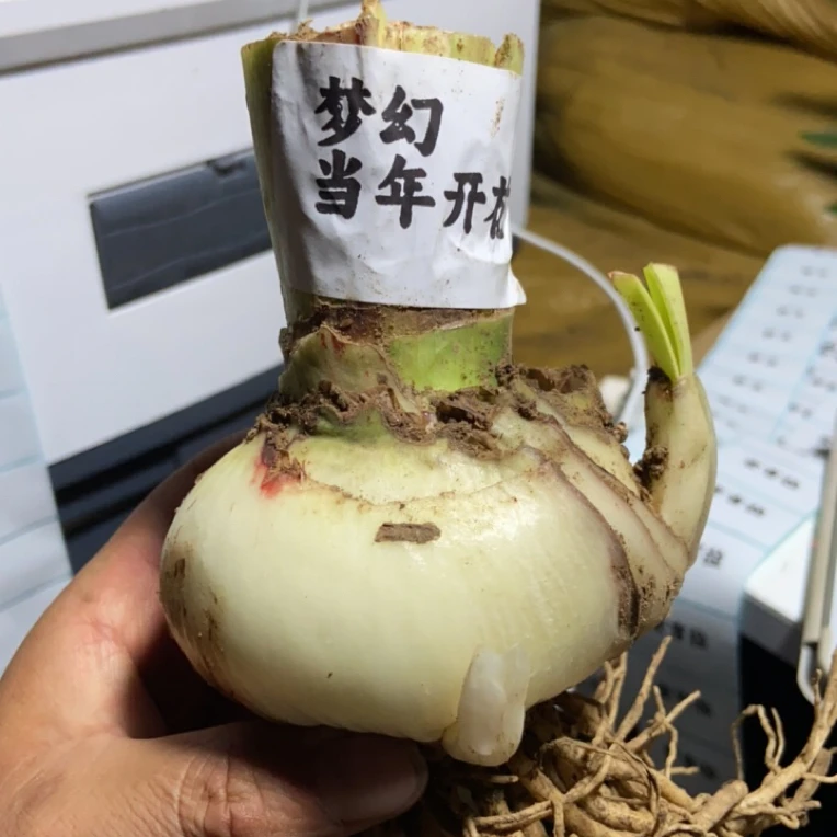 朱顶红种球大球8-9直径