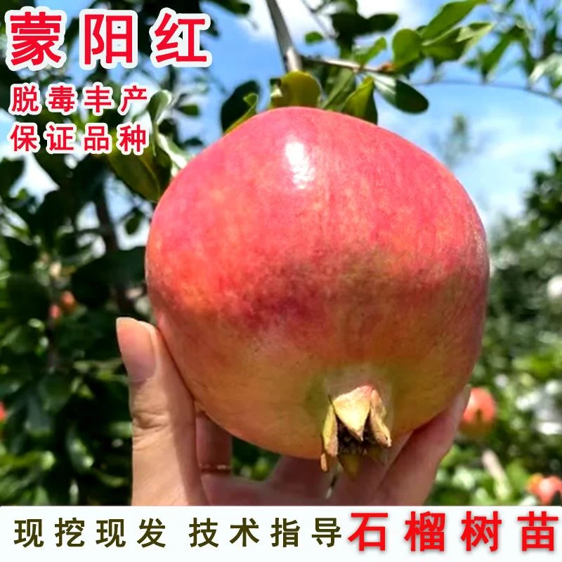 山东抗寒石榴树树苗特大蒙阳红软籽石榴苗盆栽地栽南北方种植果苗