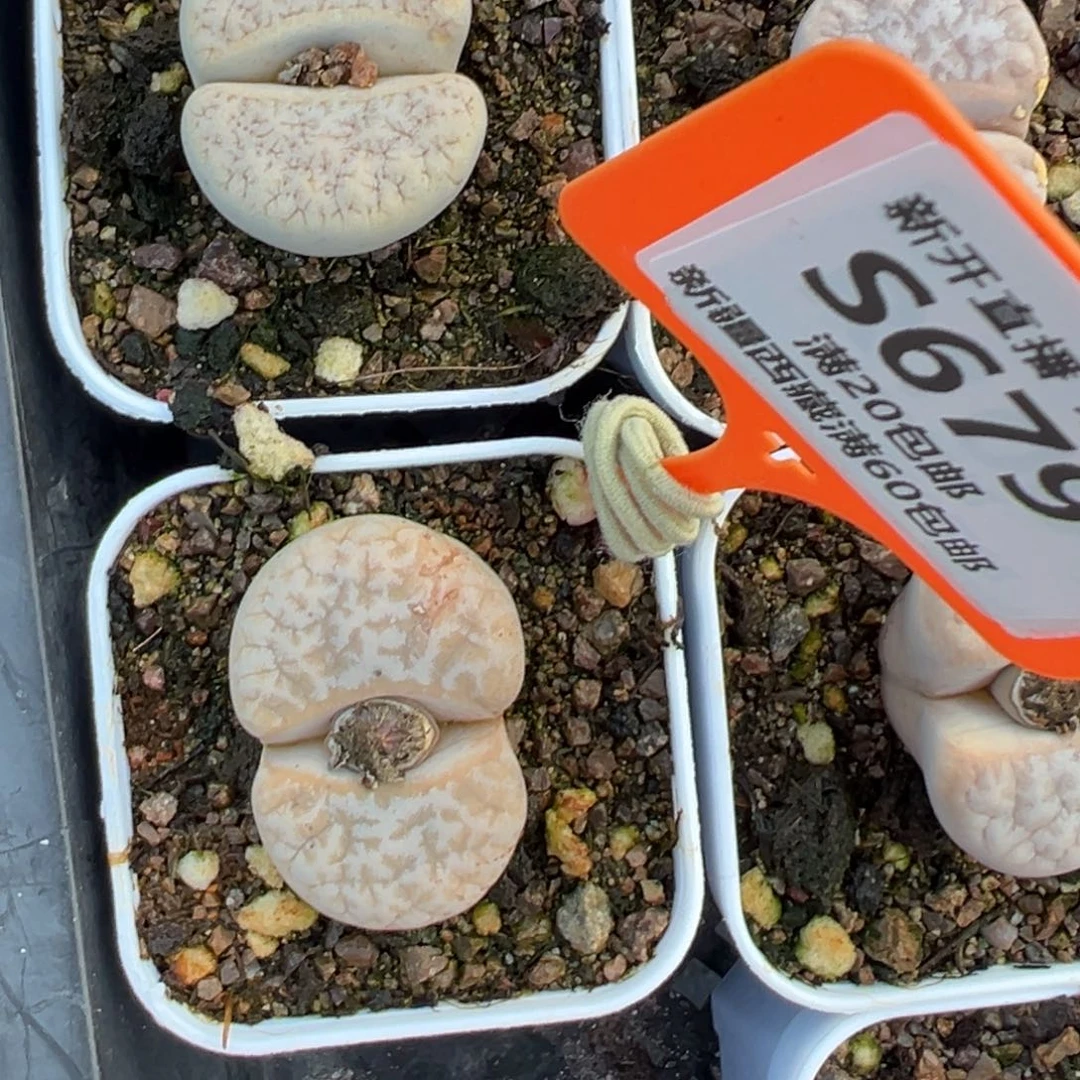 679 一物一拍，默认有伤，介意勿拍，不退不换