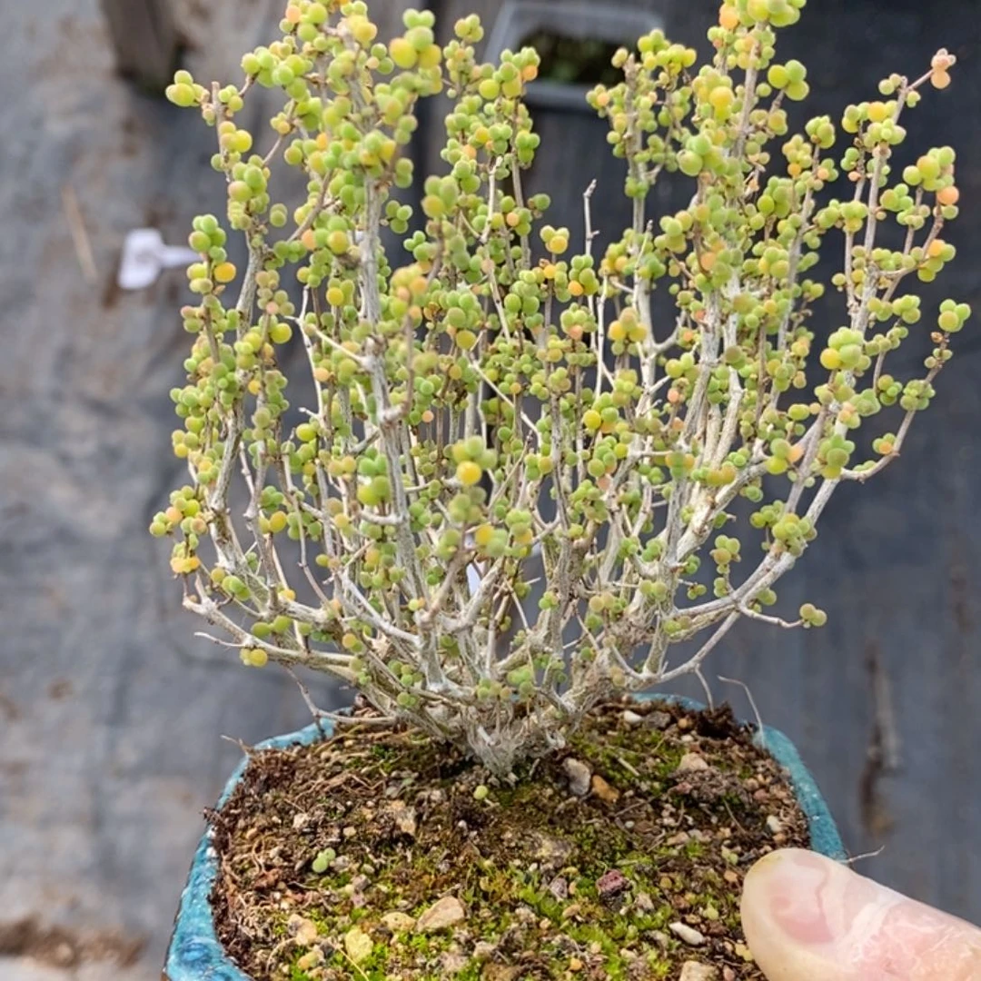 C****?209实生糖豆米。