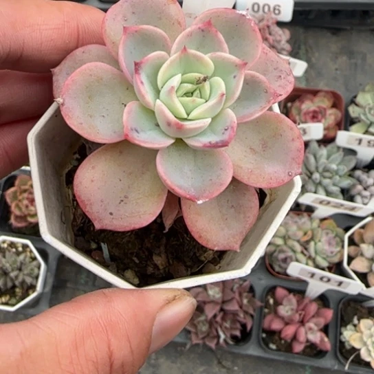 39哈密瓜多肉植物多