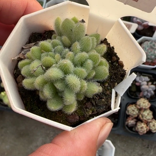 287信东尼多肉植物多