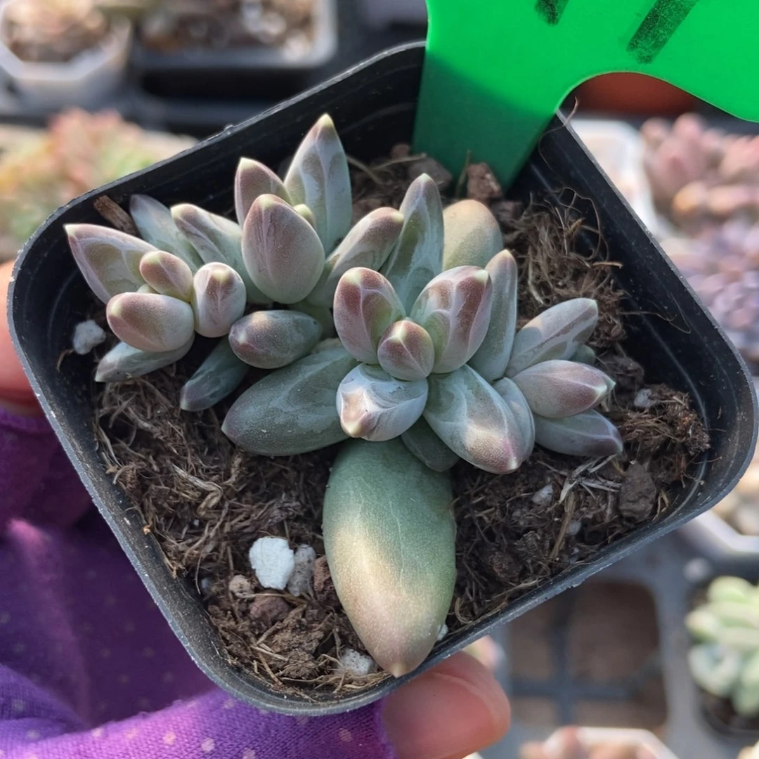 779三色美人多肉植物