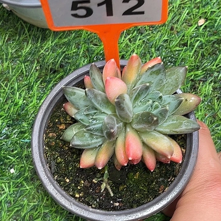多肉植物彩翼美人512