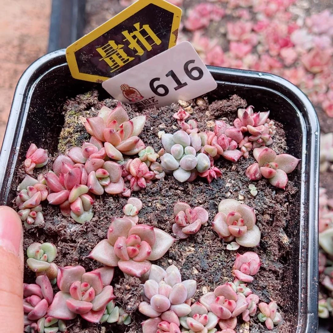 多肉植物多肉植物