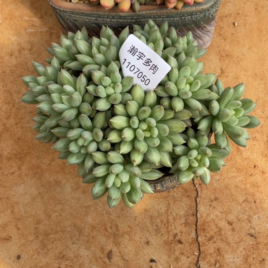 岩自大群多肉植物050号