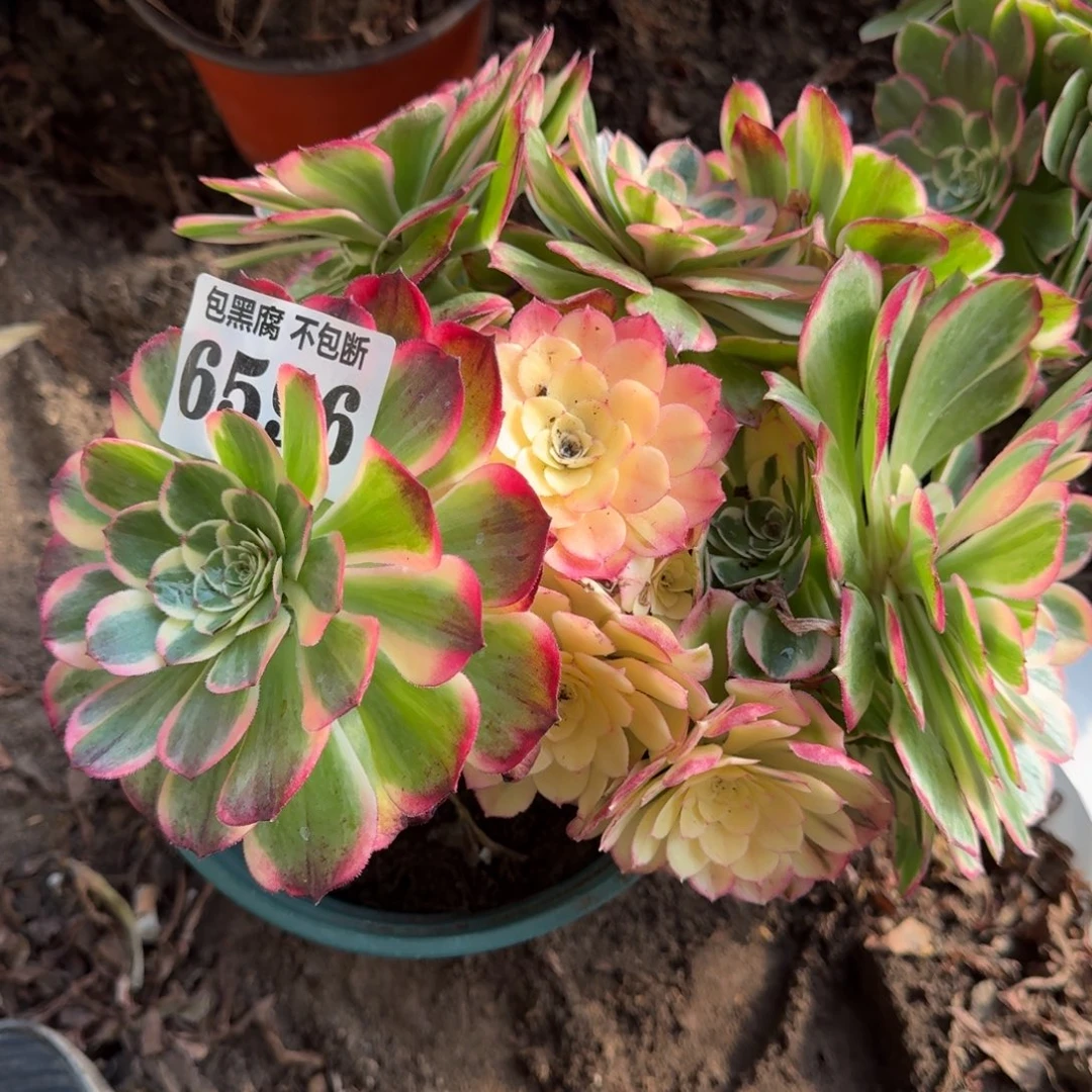 法师丘比特6596 19-13