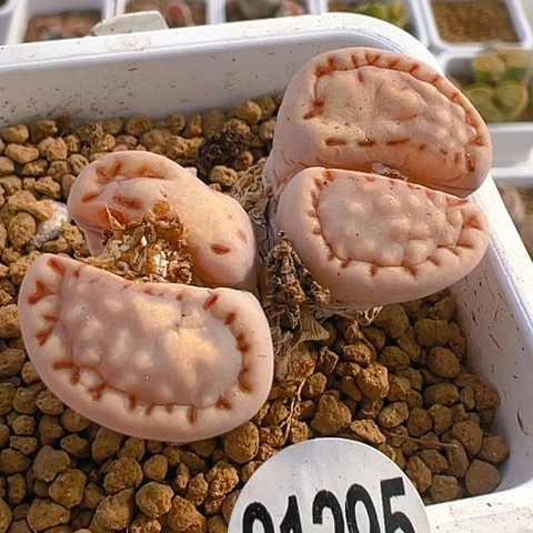 【闪购商品】21295