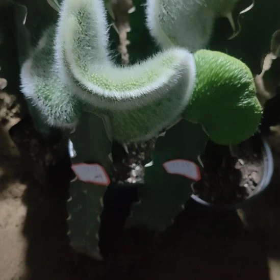 杰***）仙人球九尾狐缀化，青蛇缀化两颗1238