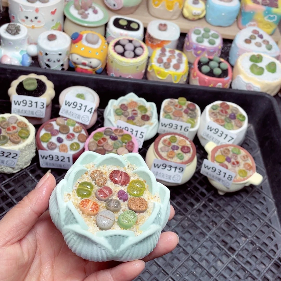 w9324 零下地区拍保温箱 -15支持寄养