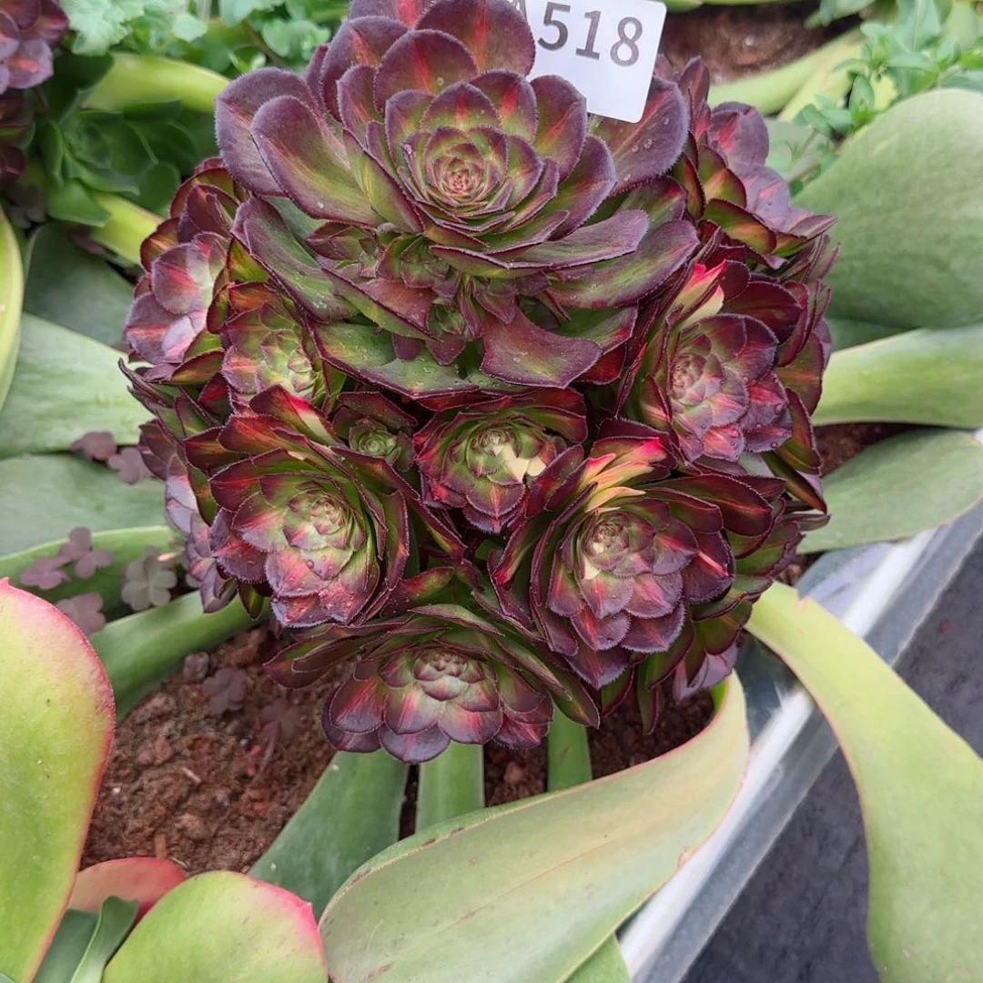 美****）518海珊瑚春节福利