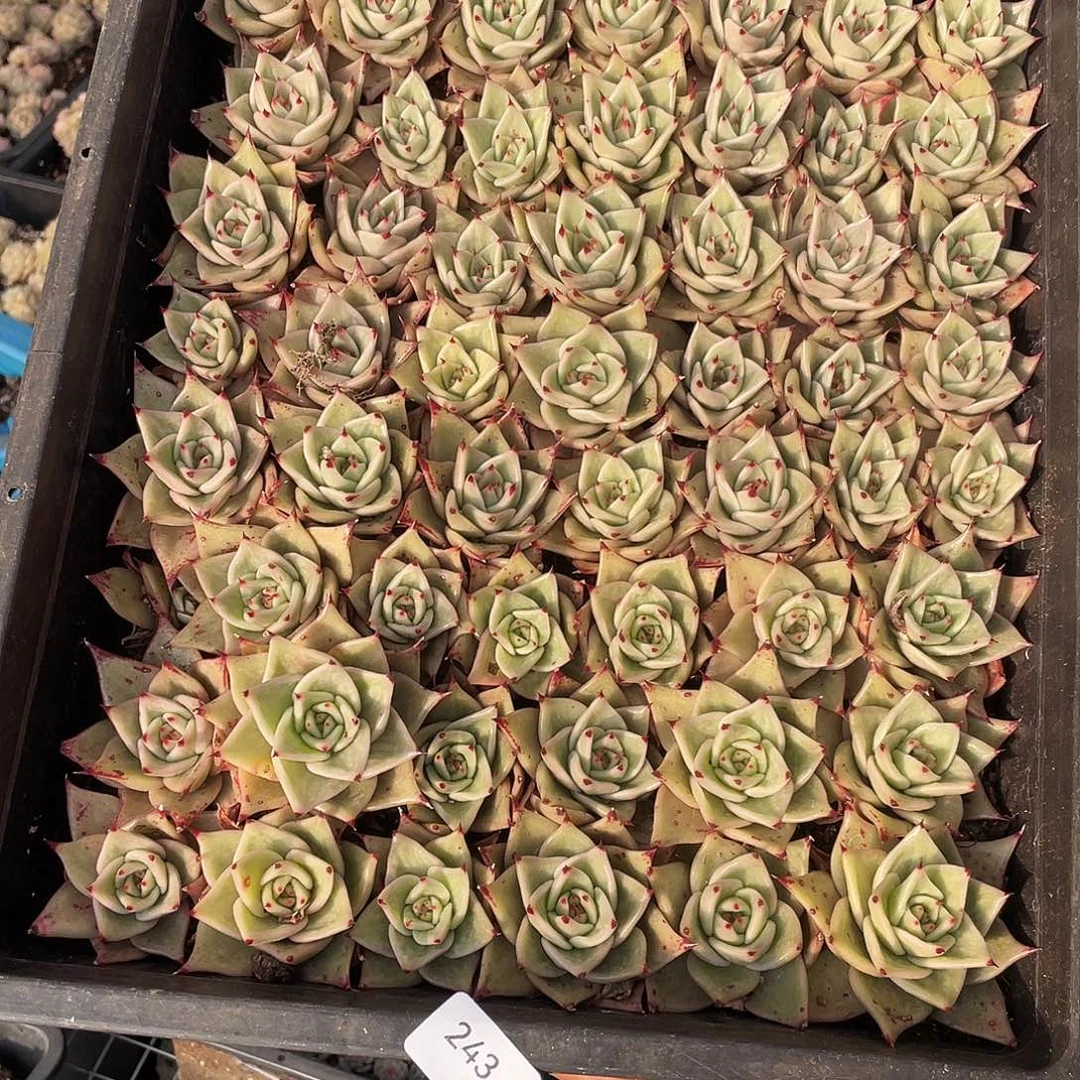 魅***影243。 定。